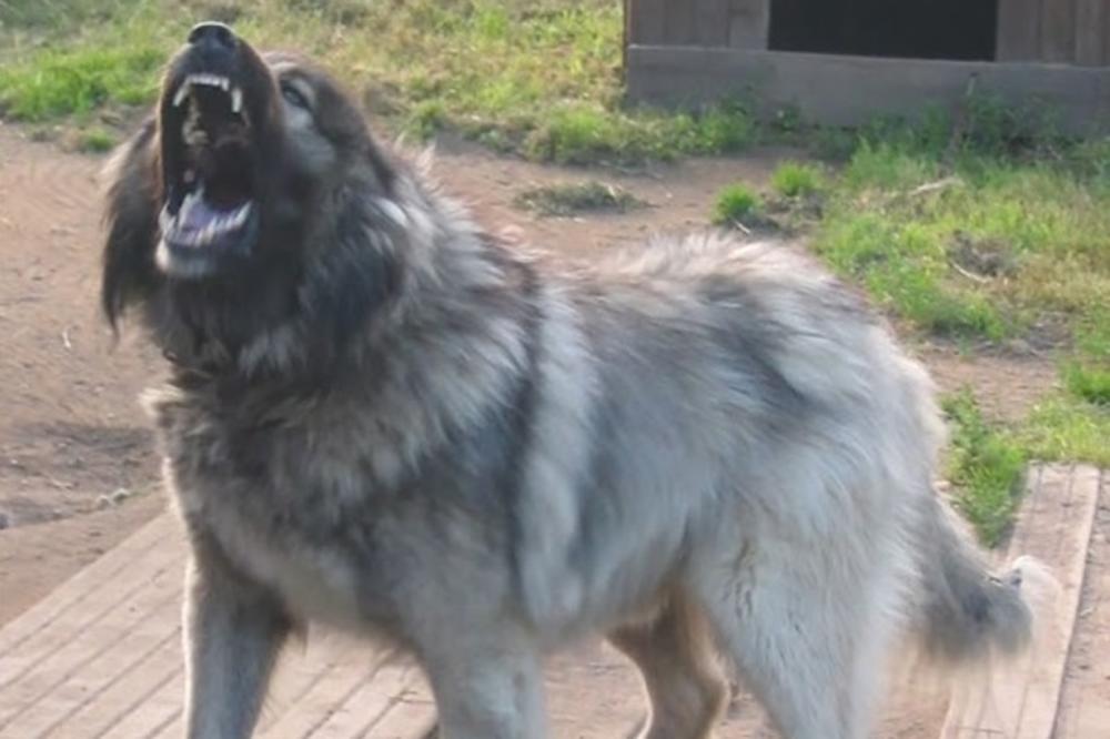 Novi horor u Borči: Pas velik kao tele napao baku i pudlu!