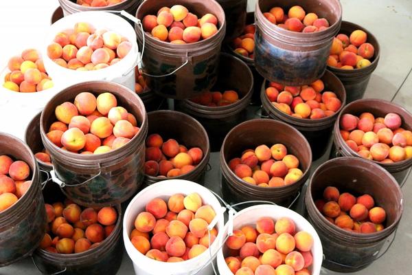 Iz Rusije vraćene tri tone zaraženih breskvi iz Srbije!