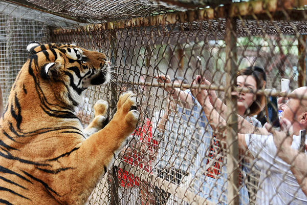 JEDAN TRENUTAK PAŽNJE ZA NJU JE BIO KRAJ! Tigar ubio radnicu u Zoo vrtu! (VIDEO)