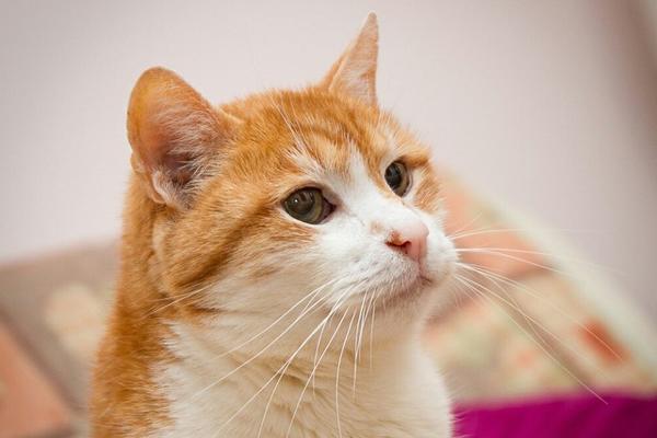 Zbogom Garfilde: Uginuo najstariji mačak u Srbiji (FOTO)