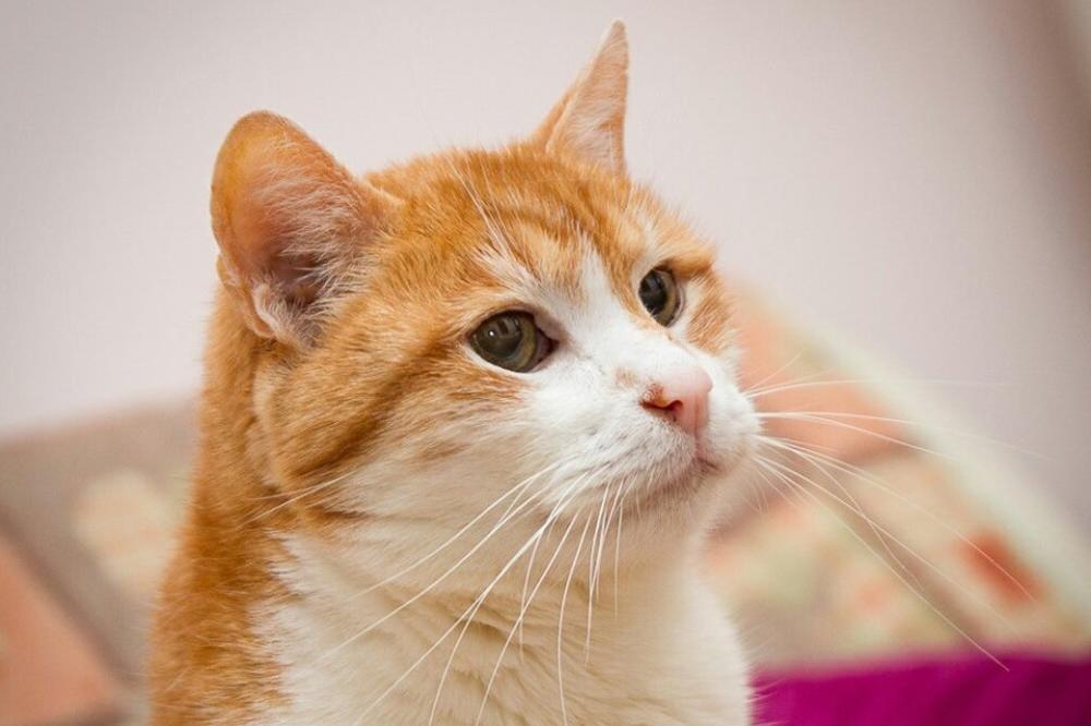 Zbogom Garfilde: Uginuo najstariji mačak u Srbiji (FOTO)