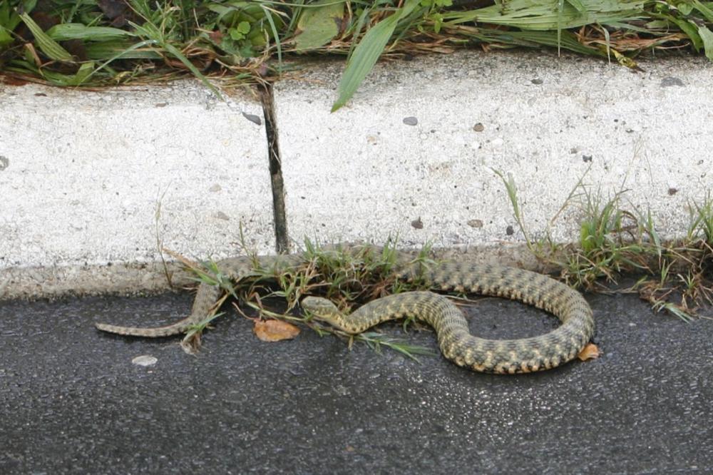 Ova zmija gmiže po celoj Srbiji, ali jednu stvar nikako ne smete da uradite kad je vidite! (FOTO)