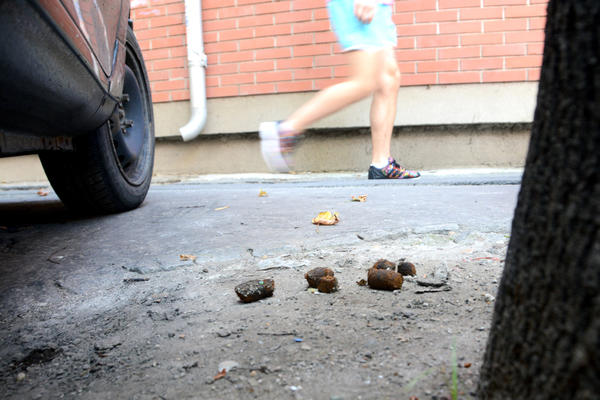 U FRANCUSKOJ ZA OVAJ PREKRŠAJ KAZNE DO 750 EVRA: Tiče se vlasnika kućnih ljubimaca!