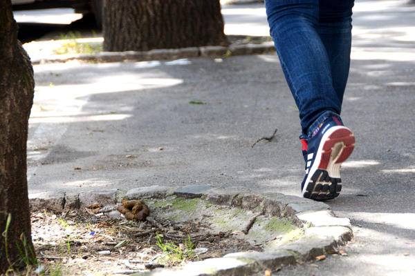 DNEVNO POKUPE PREKO 30 KG PSEĆEG IZMETA! Jedna beogradska opština razmatra da uvede KAZNE za neodgovorne vlasnike