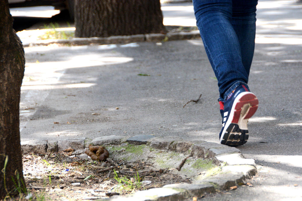 DNEVNO POKUPE PREKO 30 KG PSEĆEG IZMETA! Jedna beogradska opština razmatra da uvede KAZNE za neodgovorne vlasnike