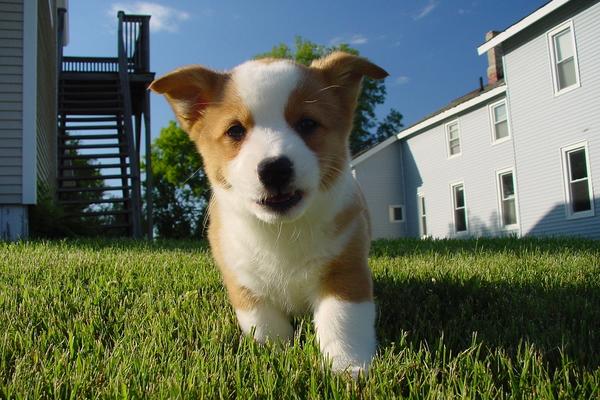 Joj, kako sam sladak samo: 16 dokaza da je Korgi najdivnija rasa pasa (FOTO)