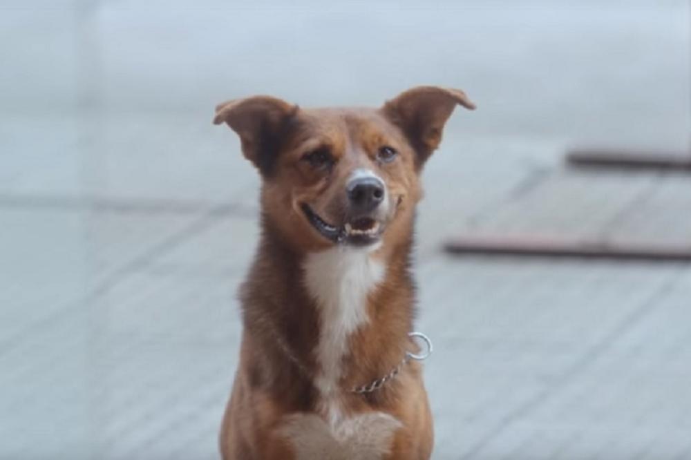 Gazda mu se razboleo, a ovaj mališan ga je danima čekao ispred bolnice! Kad je shvatio da se neće vratiti... (FOTO) (VIDEO)
