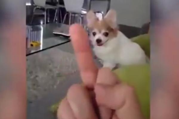 Kad mu pokažeš srednji prst on pobenavi: Ovo kuče će ga naučiti lepom ponašanju...ili će ga osakatiti (VIDEO)