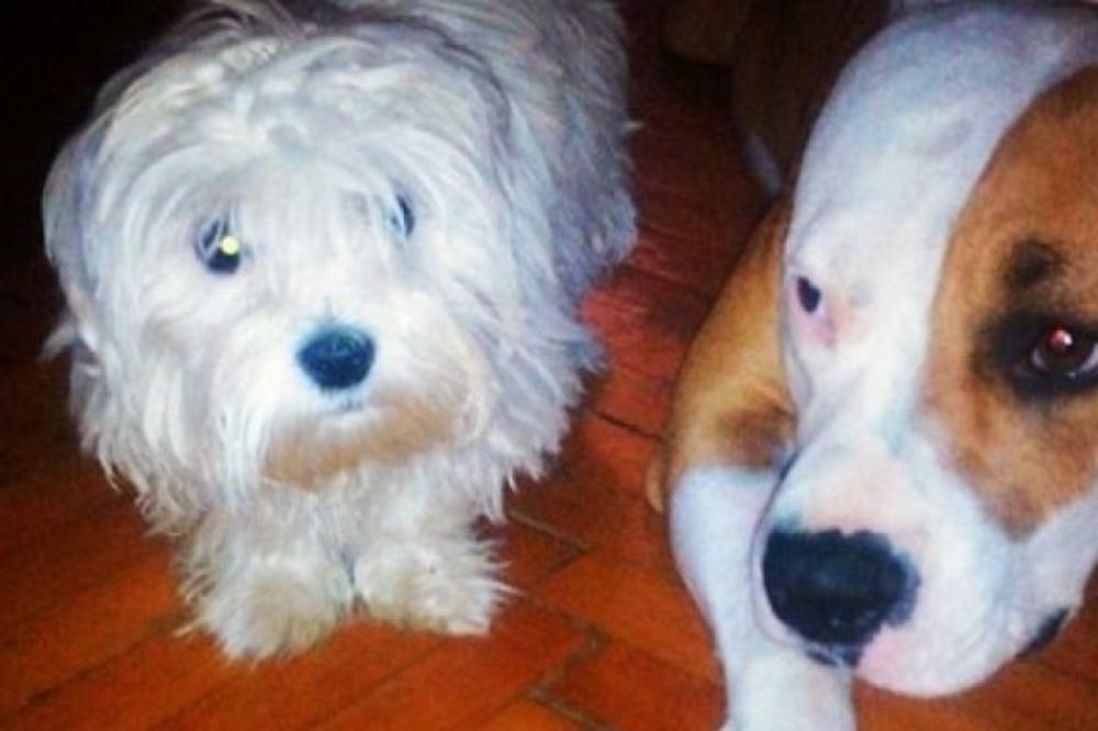 Ova priča o Luni i Mazi će vam izmamiti suze: Produžila je život najboljoj drugarici! (FOTO)