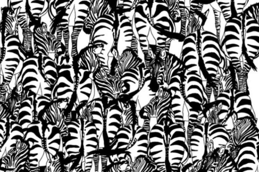 Mali jazavac, mali jazavac međ' zebrama nest'o... A vi se potrudite da ga nađete! (FOTO)