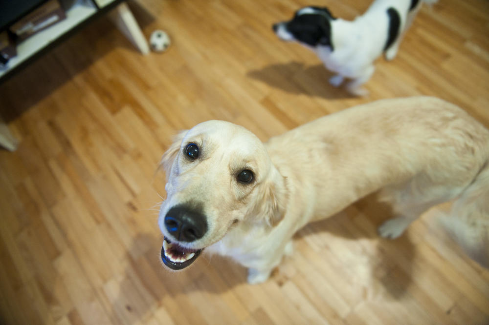 Imamo najsmešniji oglas ikada! Za ovu rasu pasa niko nije čuo! (FOTO)