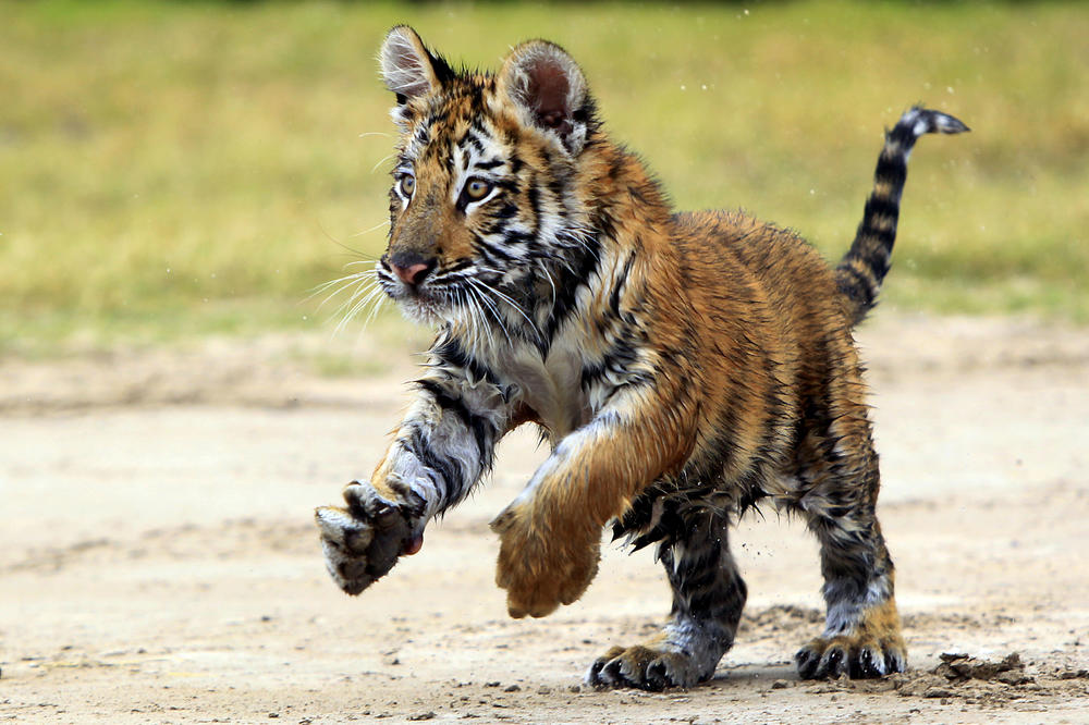 BENGALSKI TIGAR KONAČNO PRONAĐEN! Građani Hjustona su imali sreće što je ova životinja veoma pitoma!