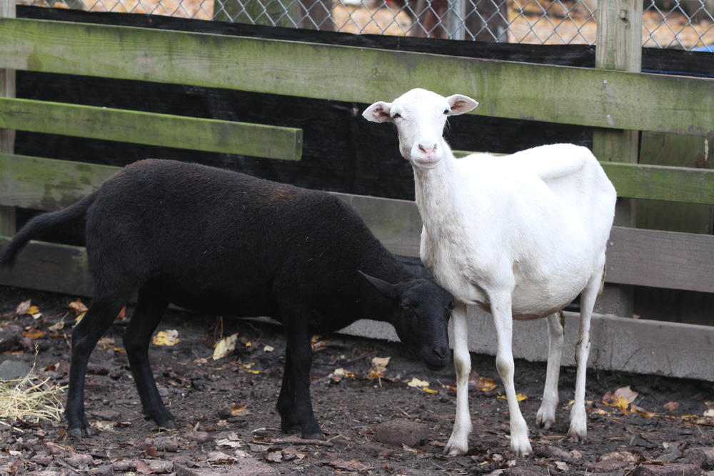 SLOBODANKA NAŠLA MRTVU KOZU, A PORED NJE DOKUMENTA: Muškarac priznao da je SILOVAO životinju, to nije NAJLUĐE