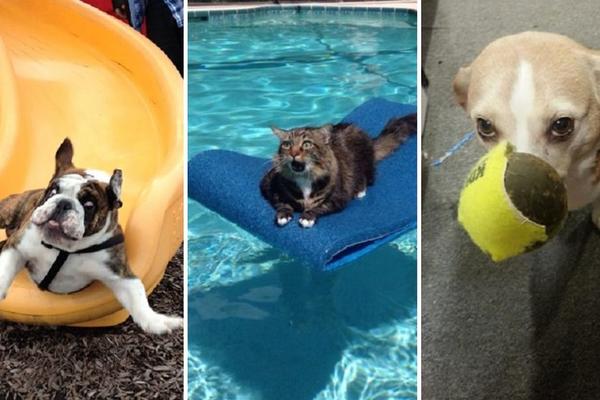 Mali trapavci kojima nećete odoleti: 15 životinja koje su nasmejale ceo svet! (FOTO)