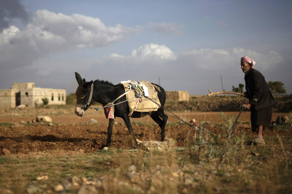 Da li je normalan? Uhvatili ga u akciji sa magarcem...Da, to je što ste pomislili! (UZNEMIRUJUĆI VIDEO)