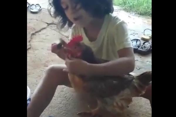 Očešljan i našminkan: Ovo je najnegovaniji petao na svetu! (VIDEO)