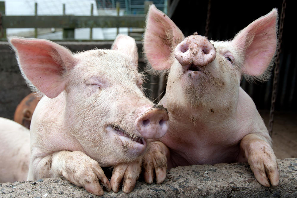 Pobegle sa ražnja? Pojavile se svinje u Ustaničkoj ulici u Beogradu! (FOTO)