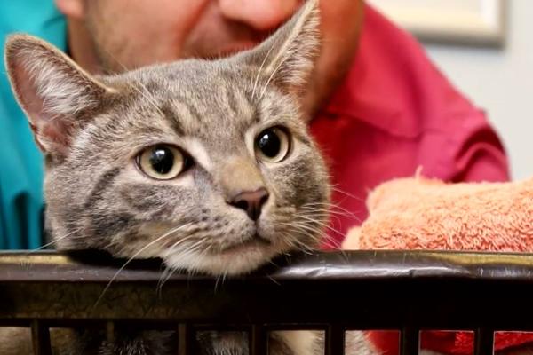 Ostalo mu još 8 života: Mačak preživeo centrifugu i pranje na 60 stepeni! (VIDEO)