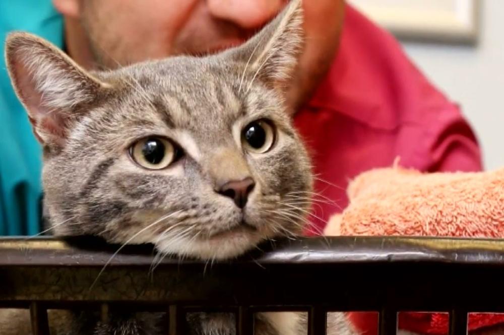 Ostalo mu još 8 života: Mačak preživeo centrifugu i pranje na 60 stepeni! (VIDEO)