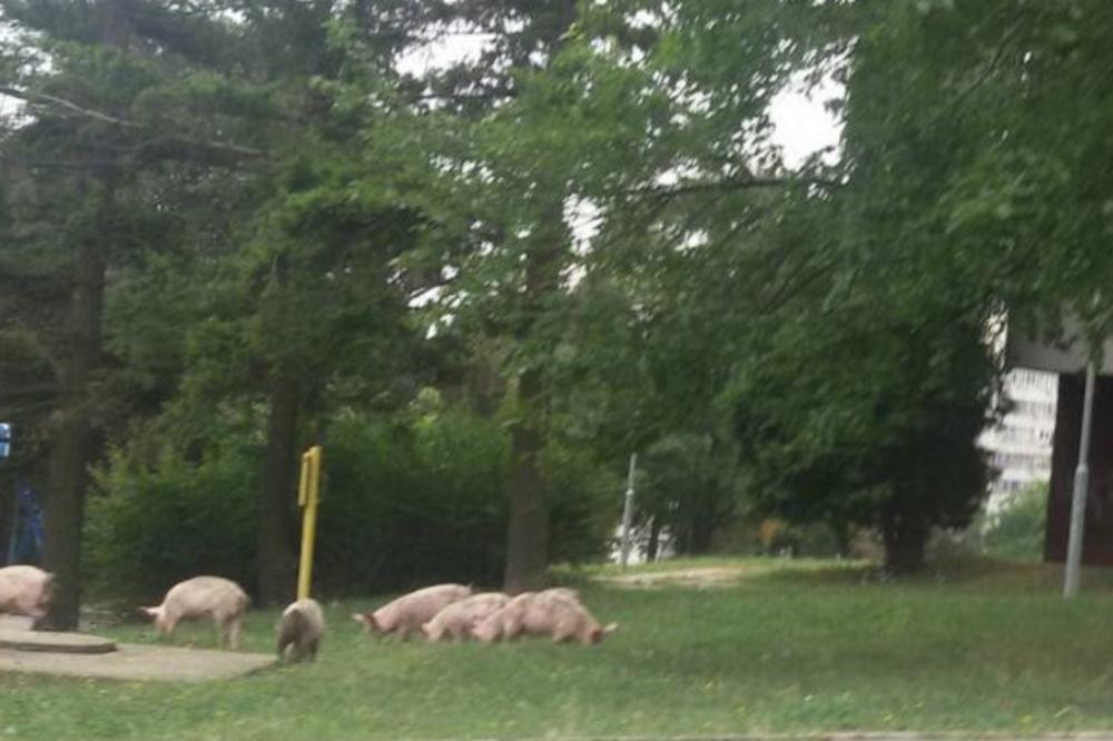 U SRPSKOM SELU ZAVLADALA PANIKA OD BOLESTI, ALI NE OD KORONE: Evo šta se desilo u Velikom Izvoru