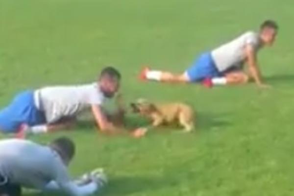 Fudbaleri su vredno trenirali sve dok jedan simpatičan psić nije uneo potpunu pometnju! (VIDEO)