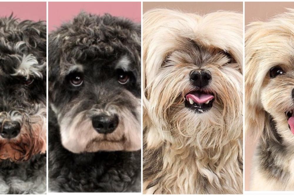 Dobićete izliv slatkoće u mozak: Morate da vidite pse pre i posle šišanjca! (FOTO)