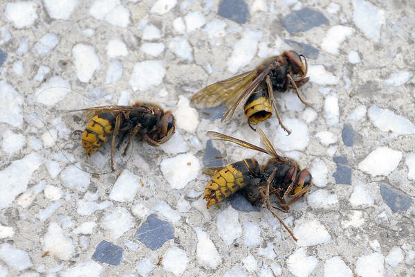 MEŠTANI NASELJA NA KOSMAJU BORE SE SA NAJEZDOM STRŠLJENOVA: Dugački su do 5 centimetara, u životu veće nismo videli