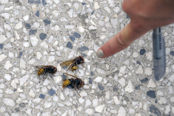 SRBI UMIRU ZBOG UJEDA STRŠLJENOVA, a ne znaju da OD OVOGA ONI PADAJU MRTVI!