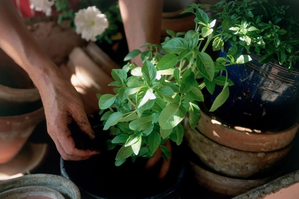 OVO SOBNO CVEĆE NE PROPADA TOKOM ZIME: Ima veliku IZDRŽLJIVOST, ništa ne može da mu NAŠTETI