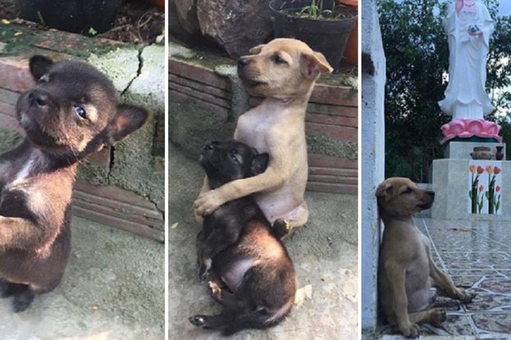 Njihovoj ljubavi nijedna nije ravna: Bili su male lutalice, a sada su stalno zagrljeni (FOTO)