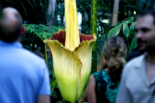 Cveta jednom u deset godina, a smrdi kao leš! Da li je ovo najodvratnija biljka na svetu? (FOTO) (VIDEO)