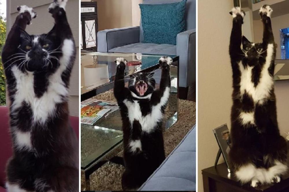 Ovaj macan bi preporodio Partizan: Ceo crno-beo, plus što brani kao lud! (FOTO) (VIDEO)