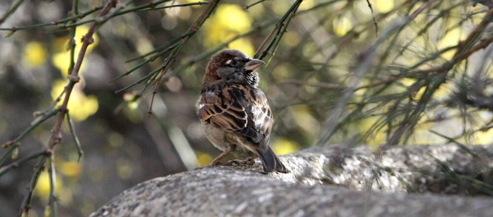 Sve ih je manje i manje