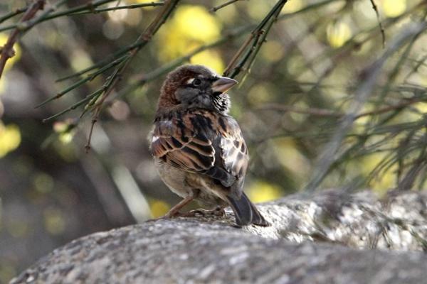 ZNATE LI KOLIKO PTICA IMA NA SVETU I DA LI SU VRAPCI UGROŽENI? Objavljeno novo istraživanje iz Australije