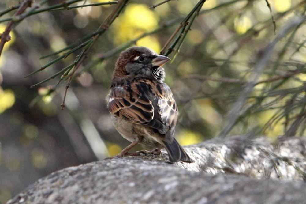 ZNATE LI KOLIKO PTICA IMA NA SVETU I DA LI SU VRAPCI UGROŽENI? Objavljeno novo istraživanje iz Australije