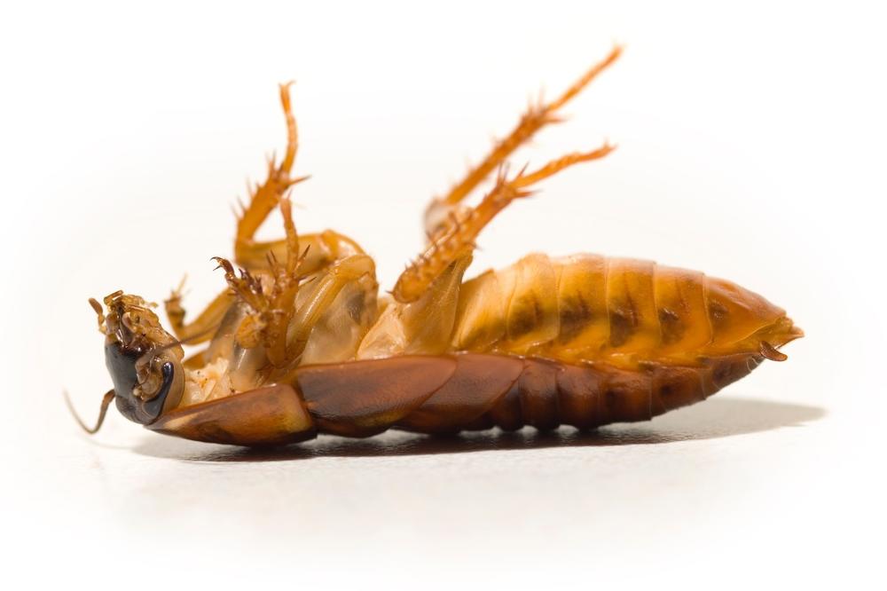 POSTAVITE OVE 4 ZAMKE I OSLOBODITE IH SE: Najbolje rešenje protiv BUBAŠVABA