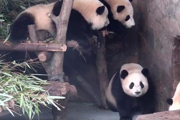 Mislili ste da su pande slatke? Posle ovoga, promenićete misljenje! (VIDEO)