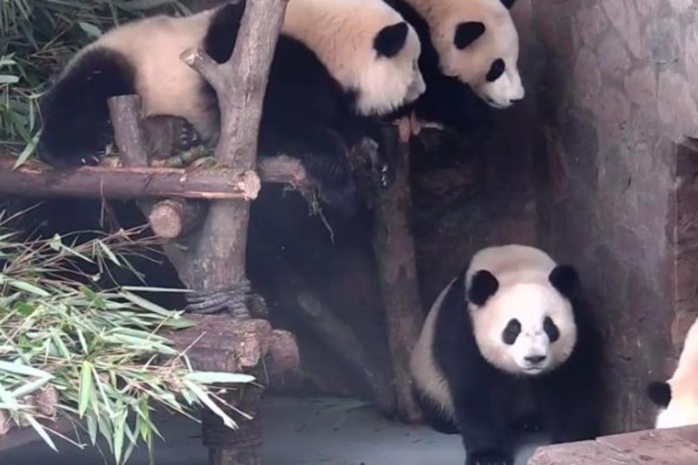 Mislili ste da su pande slatke? Posle ovoga, promenićete misljenje! (VIDEO)