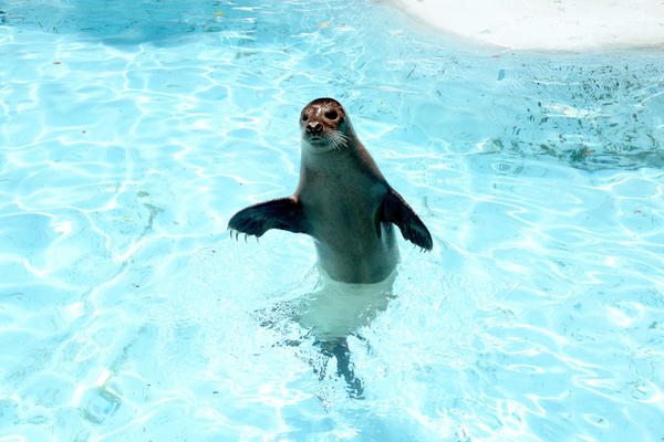 Tviter gori zbog pokeraške partije ZOO VRTOVA! Ulog - PRESLATKE ŽIVOTINJICE! (FOTO)