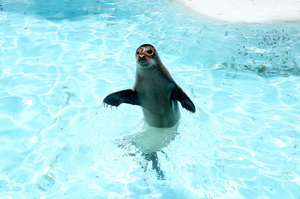 Tviter gori zbog pokeraške partije ZOO VRTOVA! Ulog - PRESLATKE ŽIVOTINJICE! (FOTO)