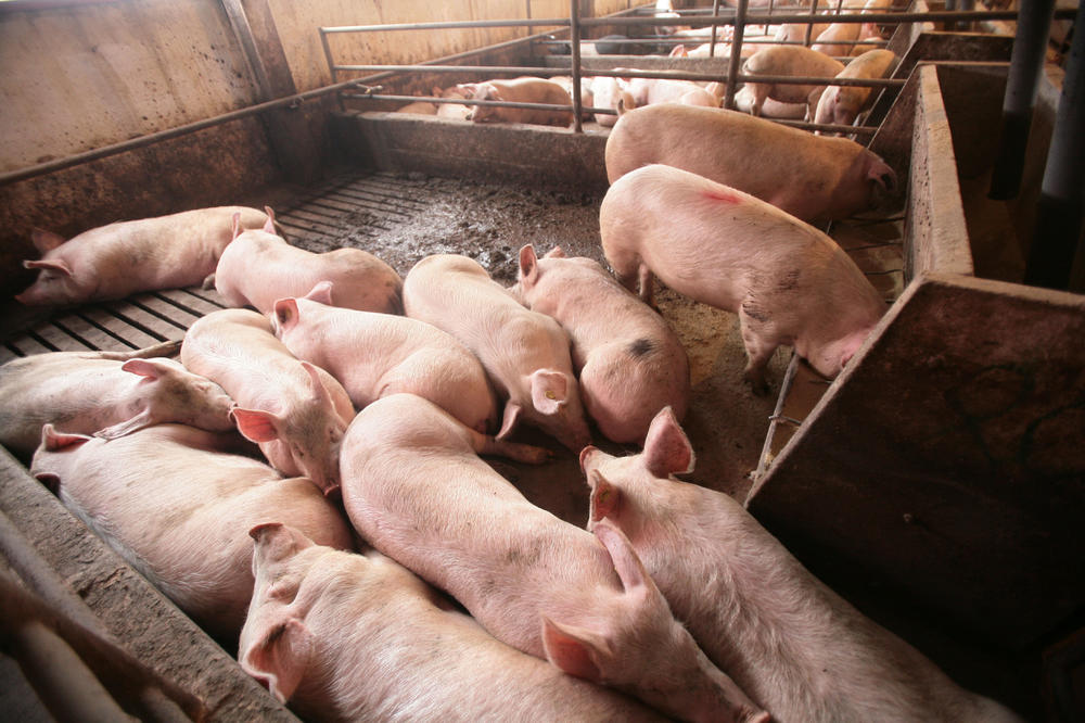 SAMO NAM JE JOŠ TO TREBALO: Srbija među zemljama visokog rizika od pojave afričke kuge svinja!