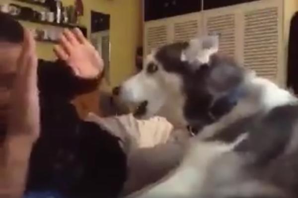 Ovaj haski ni gazdi ne prašta! Kad vidite zašto, biće vam smešno! (VIDEO)