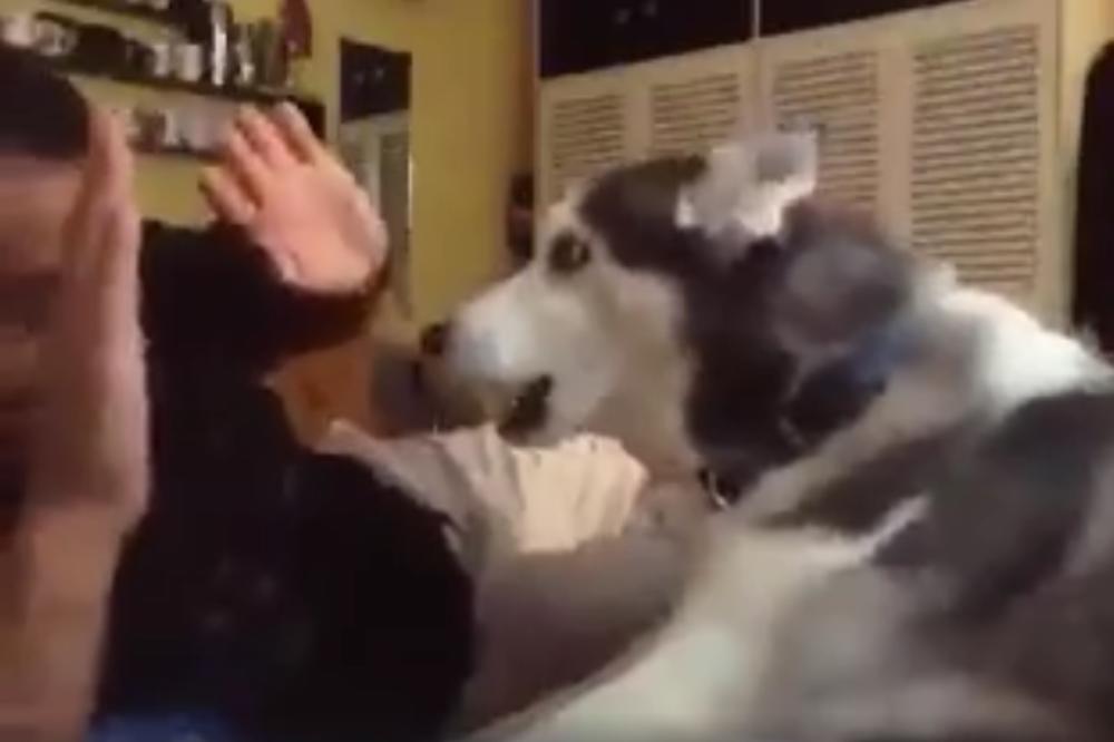 Ovaj haski ni gazdi ne prašta! Kad vidite zašto, biće vam smešno! (VIDEO)