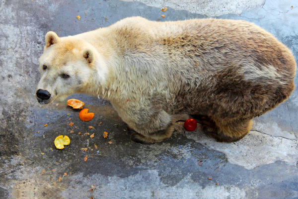 Rekli su da meda iz BG Zoo vrta umire zbog nemara, svet je bio u šoku! Mi smo ga obišli! (FOTO) (VIDEO)
