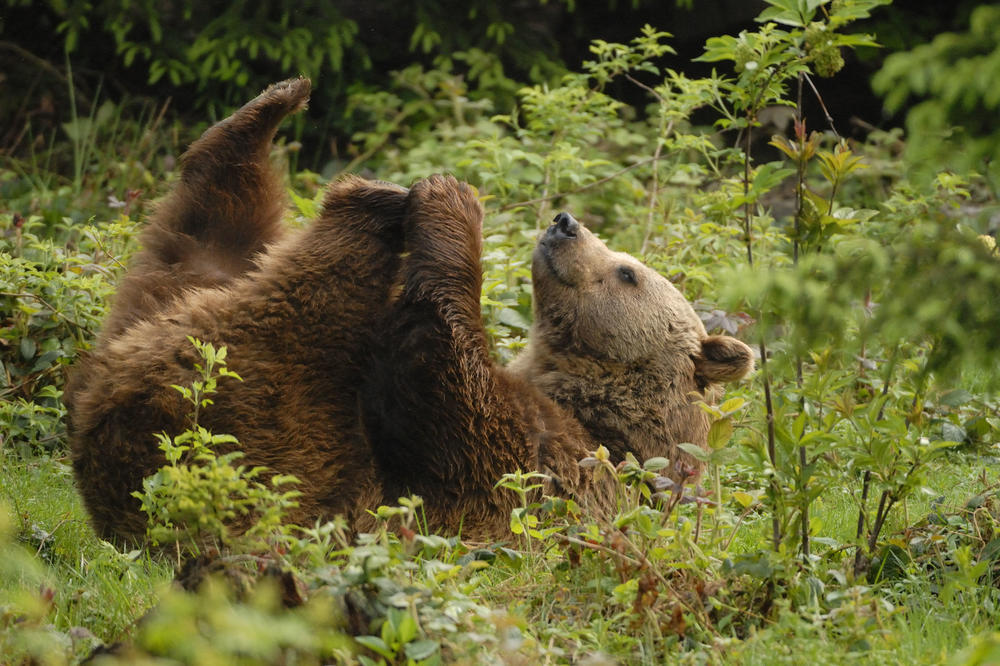 Meda ga je ščepao i neće da ga pusti! 100% nije ono što ste pomislili! (VIDEO)