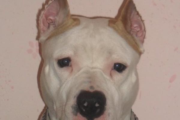 U kući gajim krvoločnog pitbula: Ovo je moja priča! (FOTO)