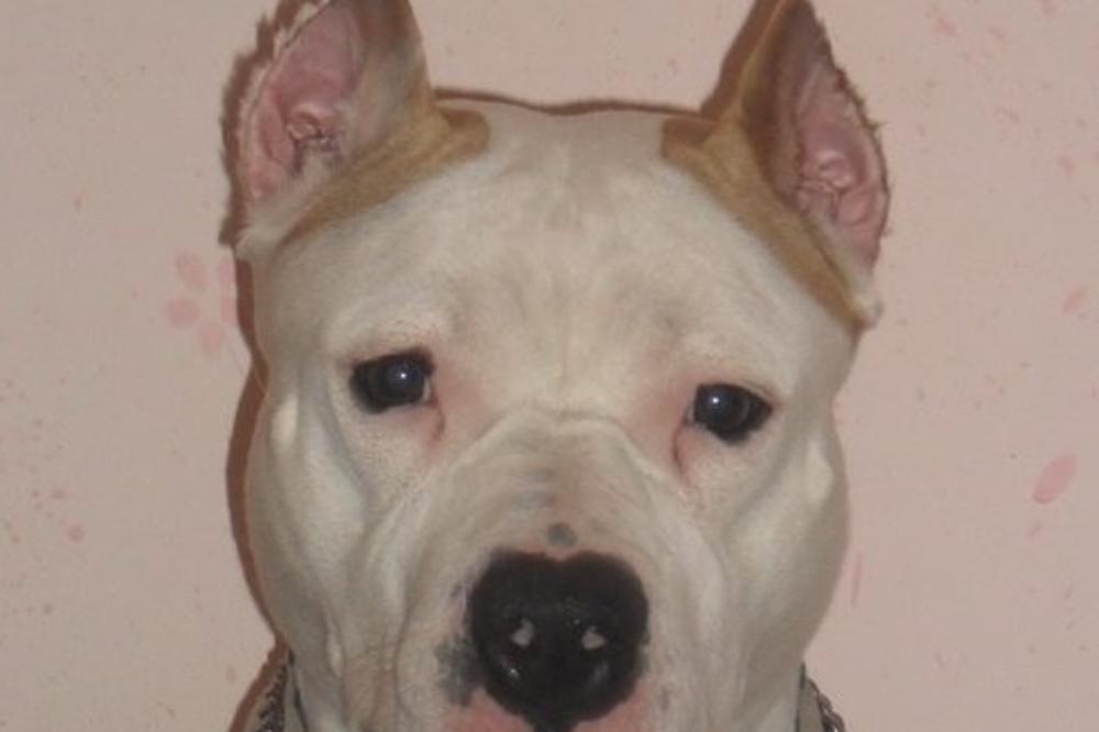 U kući gajim krvoločnog pitbula: Ovo je moja priča! (FOTO)