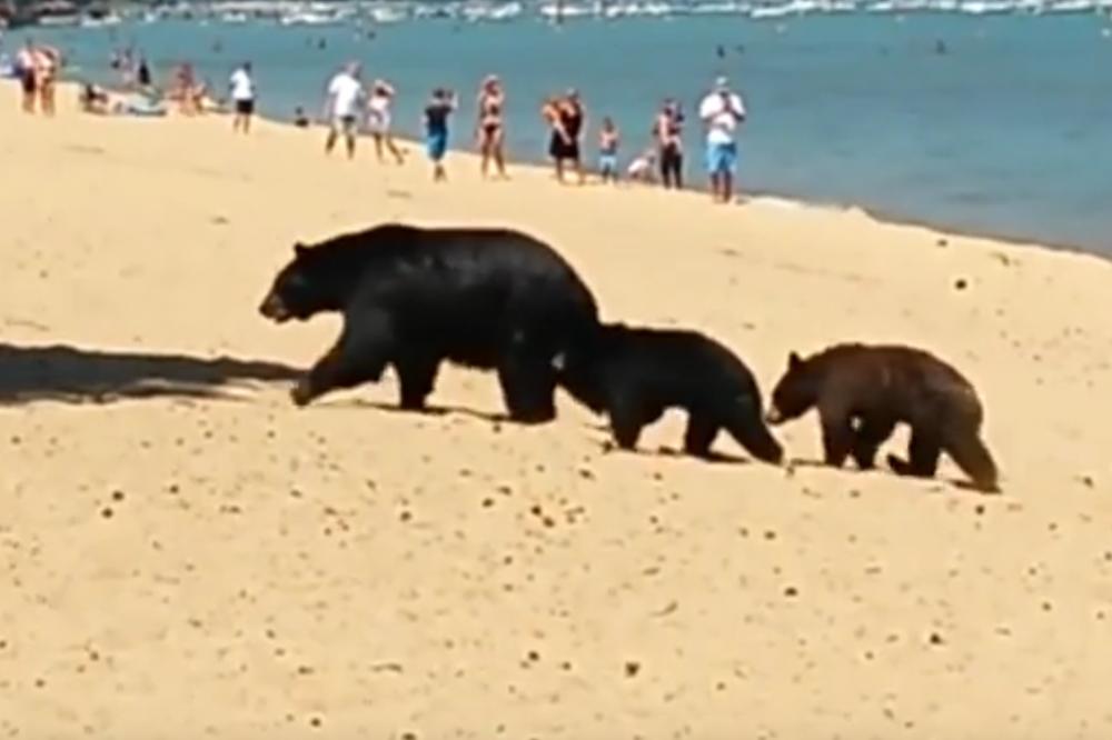 I oni bi na kupanje: Na prepunoj plaži pojavila se medvedica sa dva medvedića! (VIDEO)