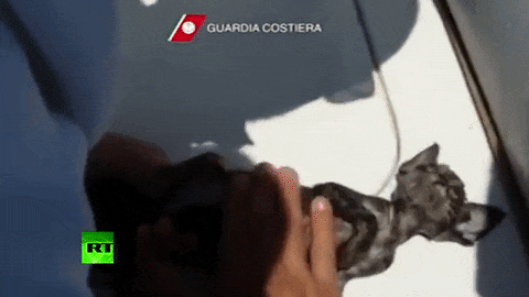 Prvi se bacaju u vodu, ali ako su spasioci u blizini... Divovska borba za život malog mačeta (VIDEO)