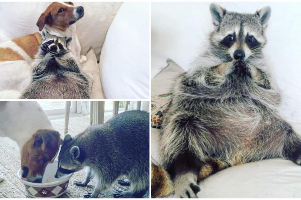 Da li ste ikada videli nešto slađe? Rakun istripovao da je pas i osvojio Instagram! (FOTO)